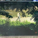 Toonique Tame a Tiger Tip Tiger Road Tiger Tip Printing Box Acrylic Stand