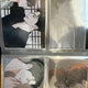 Secret Relationship (Between Us) Toonique Postcard Bulk Transfer