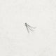 [✈️KOREA] Daiso - Partial Eyelashes #Dense